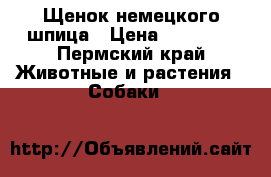 Щенок немецкого шпица › Цена ­ 35 000 - Пермский край Животные и растения » Собаки   